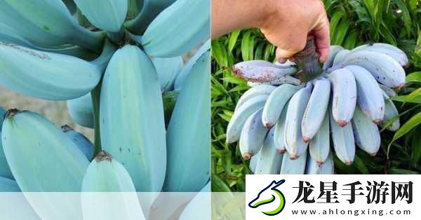 天堂1香蕉汁加多少血